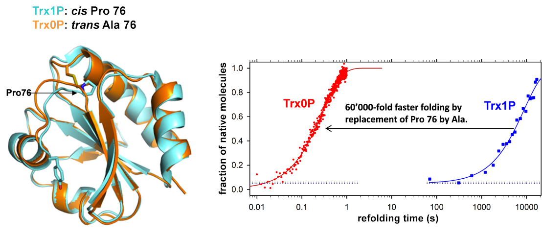 Enlarged view: Structure and folding of Thioredoxin 0P and 1P 